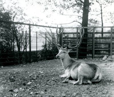 1913年9月、ロンドン動物園に座っている、成熟したワリカの鹿（Shou、中央アジア、またはチベットのレッドディアとも呼ばれる） 作： Frederick William Bond